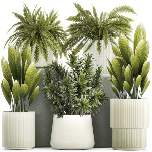 Set Of Beautiful Fern And Dracaena Plants In Pots