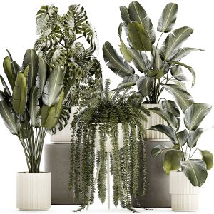 Set Of Beautiful Fern And Strelitzia Plants In Pot