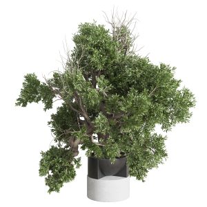 Indoor Plant Set 404 Old Tree In A Concrete Vases