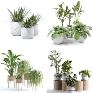 Indoor plant collection set 03