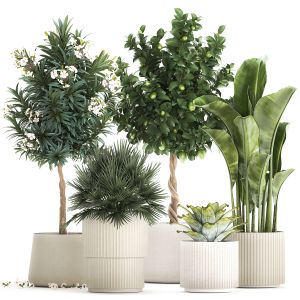 Set Of Beautiful Plants Lemon Tree Palm Tree Pots