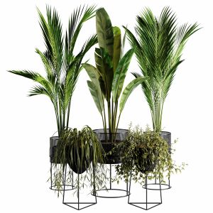 Indoor Plant Set 35