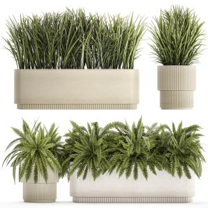 Beautiful Fern Plants And Grass Bushes In Pots