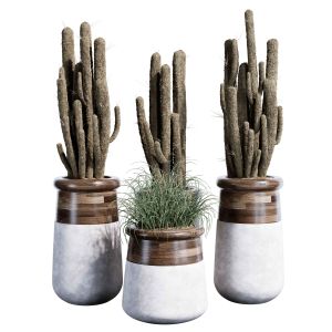 Indoor Plant Set 37