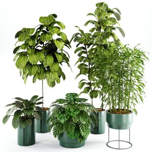 Indoor Plant Set 27