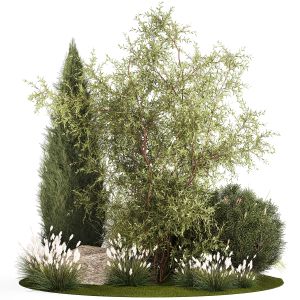 Beautiful Plants For Garden Of Thuja Pine Grass