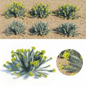 Euphorbia Rigida - Gopher Plant