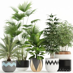 Plants Collection 113