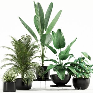 Plants Collection 119