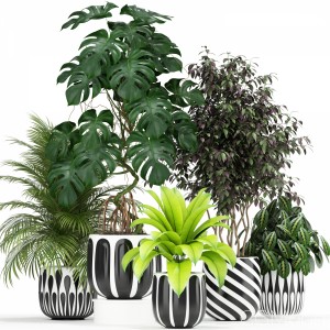 Plants Collection 179