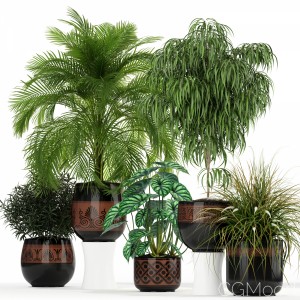 Plants Collection 182