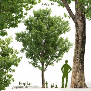 Poplar Populus Deltoides #2