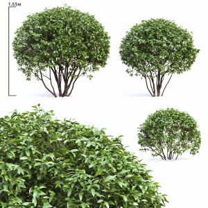 Ligustrum 01