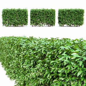 Ligustrum Hedge