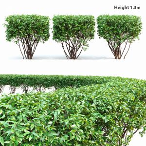 Ligustrum Hedge #2