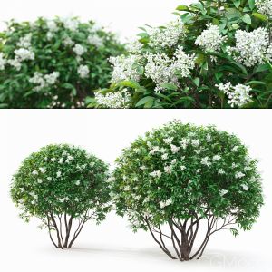 Ligustrum Flowering #1