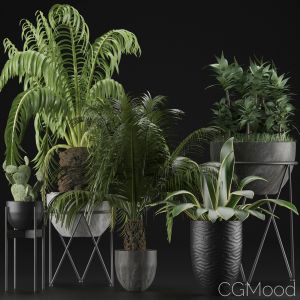 Plants Collection 22