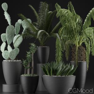 Plants Collection 25