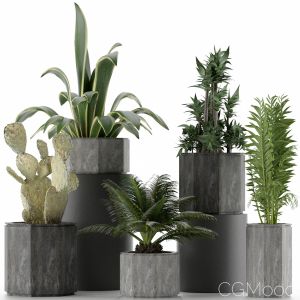 Plants Collection 26