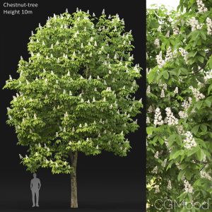 Chestnut-tree (10m)