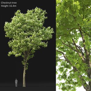 Chestnut-tree (16.4m)