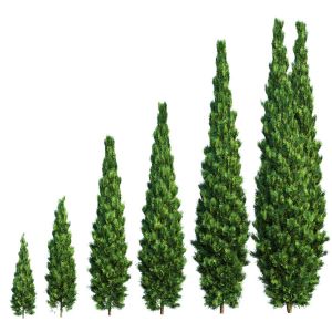 Thuja. Set Of 6 Models