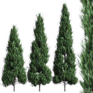 Thuja. Set Of 3 Models