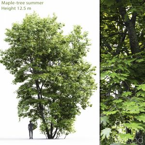 Maple-tree #4(12.5m)