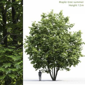 Maple-tree #6(12m)