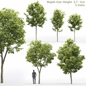 Maple-tree #10(3.7-6m)