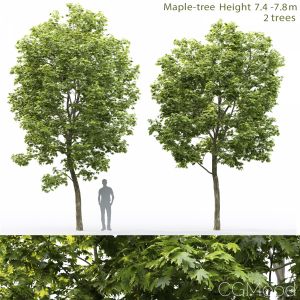 Maple-tree #12(7.4-7.8m)