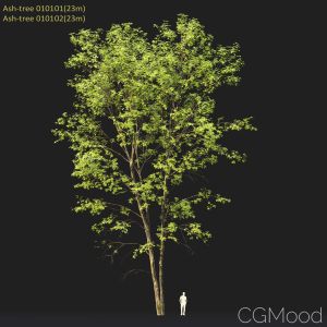 Ash-tree #0101 (23m)