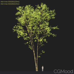 Ash-tree #0102(23m)