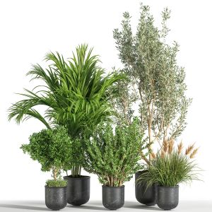 indoor Plant Set 29