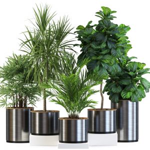 Plants Collection 550