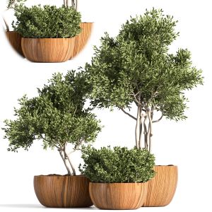 3 Shrubs In A Wooden Pot 01