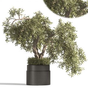 Plant Bonsai For Interior 01