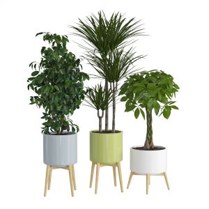 Houseplant 71