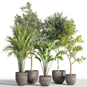 Indoor Plant Set 35