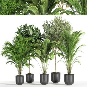 Indoor Plant Set 34