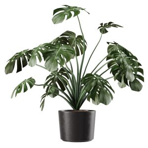 Monstera Deliciosa Vase Plant