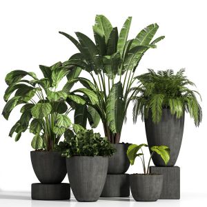 Indoor Plant Set04