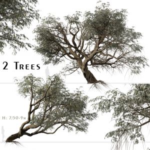 Set of Ghaf Tree (Jand) (2 Trees)