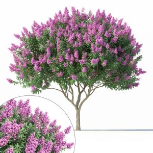 Crape Myrtle No 2 With Flowers