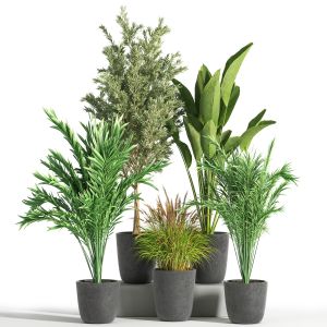 Indoor Plant Set 36