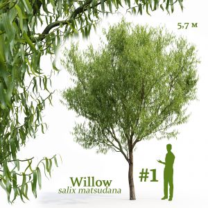 Willow Salix Matsudana #1