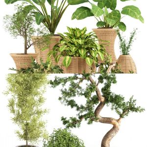 2 plants collections