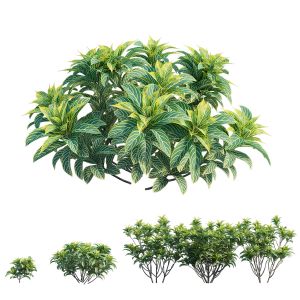 Croton Plant Set 03