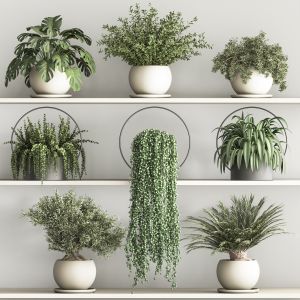 Hanging Plants And Indoor Plants