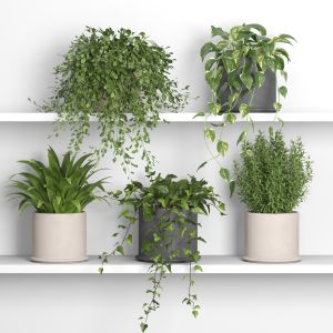 Plants On Shelf 03